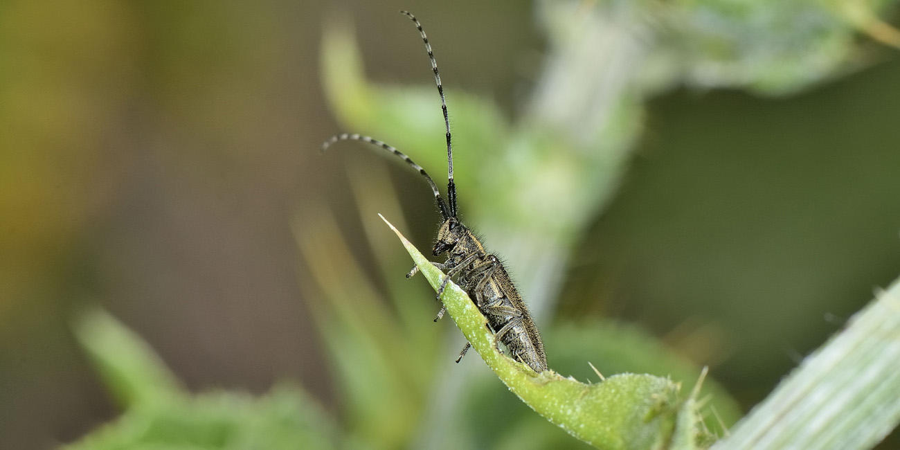 Agapanthia cardui  (Cerambycidae)